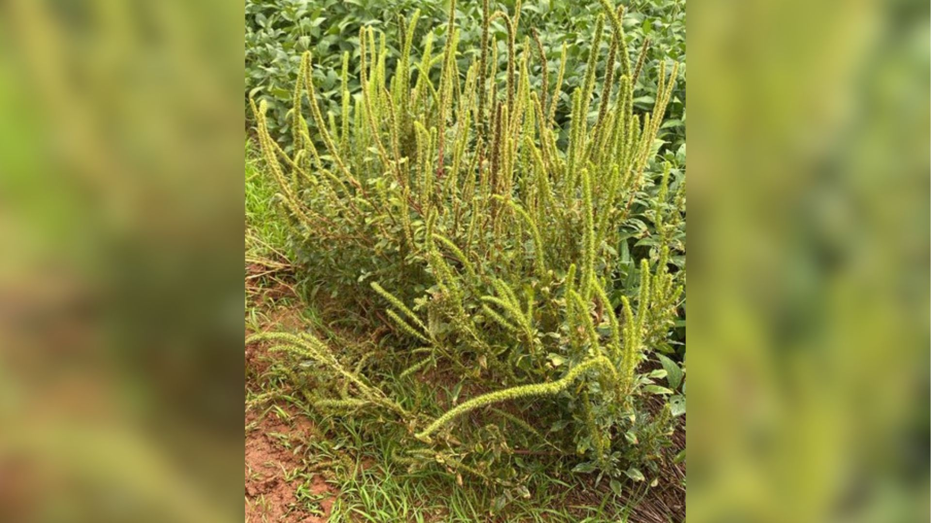 foto Not&iacute;cia Bebedouro