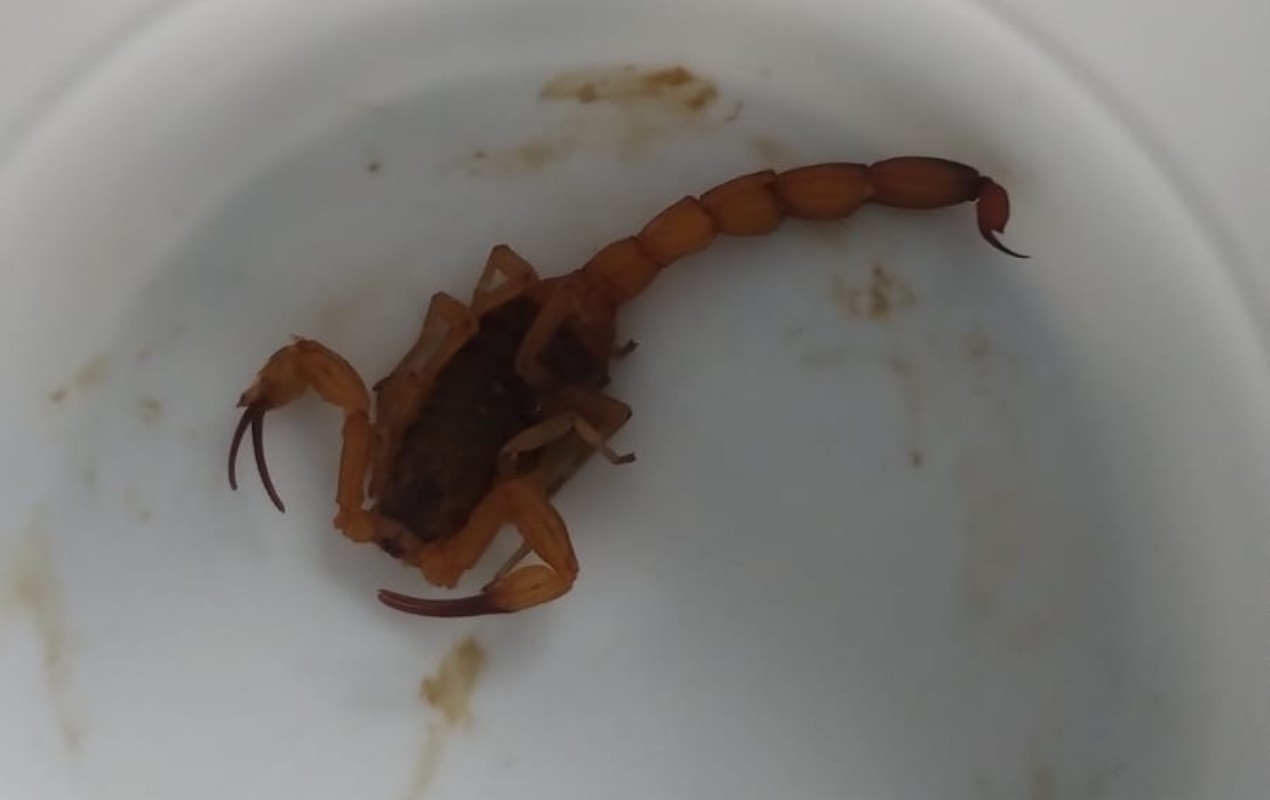 foto Not&iacute;cia Bebedouro